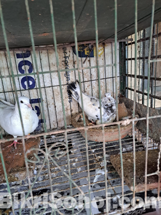 ৮ জোড়া কবুতর খাঁচা সহ বিক্রি হবে